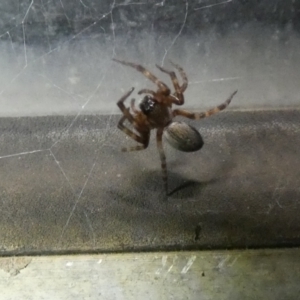 Badumna sp. (genus) at McKellar, ACT - 26 Apr 2022