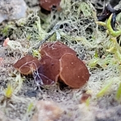Phaeohelotium (Discinella terrestris aggregate) at Molonglo Valley, ACT - 21 May 2022 by trevorpreston