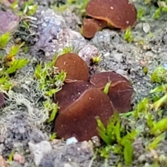 Phaeohelotium (Discinella terrestris aggregate) at Molonglo Valley, ACT - 21 May 2022