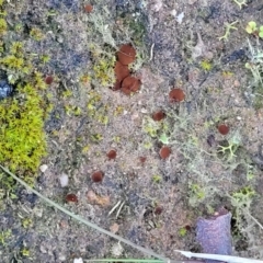 Phaeohelotium (Discinella terrestris aggregate) at Molonglo Valley, ACT - 21 May 2022