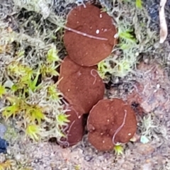 Phaeohelotium (Discinella terrestris aggregate) at Molonglo Valley, ACT - 21 May 2022