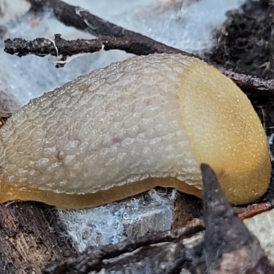 Arion intermedius (Hedgehog Slug) at Stromlo, ACT - 21 May 2022 by trevorpreston