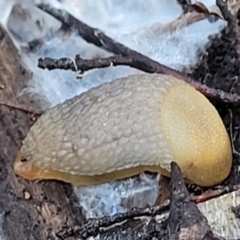 Arion intermedius at Stromlo, ACT - 21 May 2022 04:30 PM