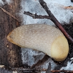 Arion intermedius at Stromlo, ACT - 21 May 2022