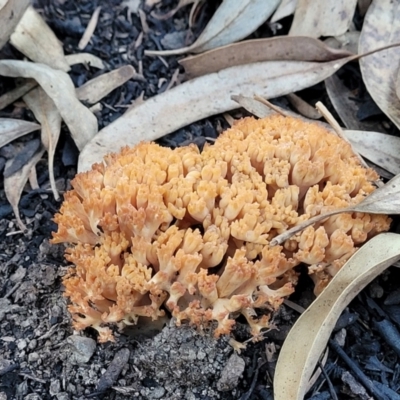 Ramaria sp. (A Coral fungus) at Piney Ridge - 21 May 2022 by trevorpreston