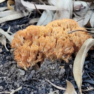 Ramaria sp. at Stromlo, ACT - 21 May 2022