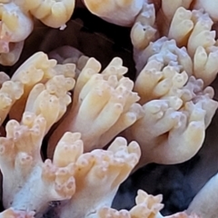 Ramaria sp. at Stromlo, ACT - 21 May 2022