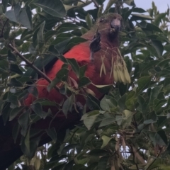 Alisterus scapularis (Australian King-Parrot) at Wollondilly Local Government Area - 20 May 2022 by ScottWebster