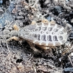 Aradidae sp. (family) (Flat bug) at Stromlo, ACT - 21 May 2022 by trevorpreston