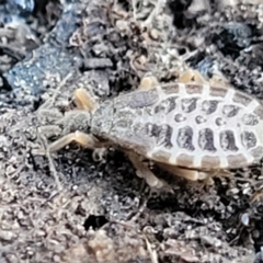 Opistoplatys australasiae at Stromlo, ACT - 21 May 2022