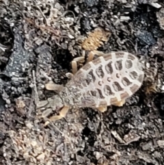 Opistoplatys australasiae at Stromlo, ACT - 21 May 2022 04:23 PM