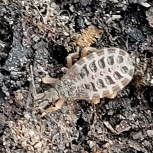 Opistoplatys australasiae at Stromlo, ACT - 21 May 2022