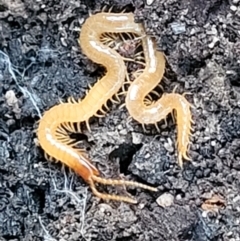 Geophilomorpha sp. (order) (Earth or soil centipede) at Piney Ridge - 21 May 2022 by trevorpreston