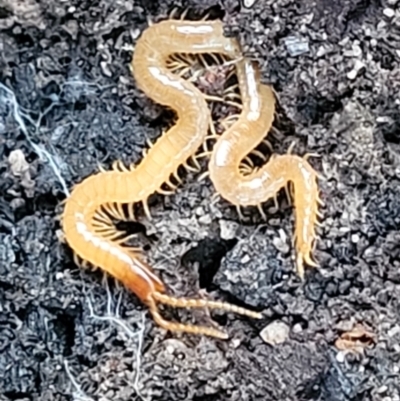 Geophilomorpha sp. (order) (Earth or soil centipede) at Bluetts Block Area - 21 May 2022 by trevorpreston