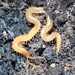 Geophilomorpha sp. (order) at Stromlo, ACT - 21 May 2022