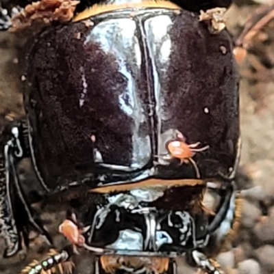 Acari (informal subclass) (Unidentified mite) at Piney Ridge - 21 May 2022 by trevorpreston