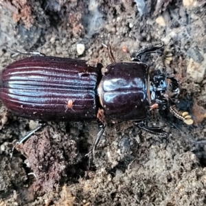 Aulacocyclus edentulus at Stromlo, ACT - 21 May 2022