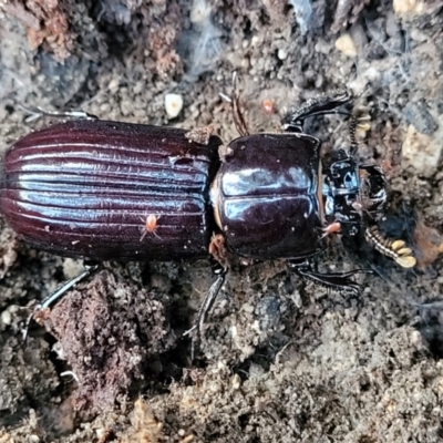 Aulacocyclus edentulus (Passalid beetle) at Block 402 - 21 May 2022 by trevorpreston
