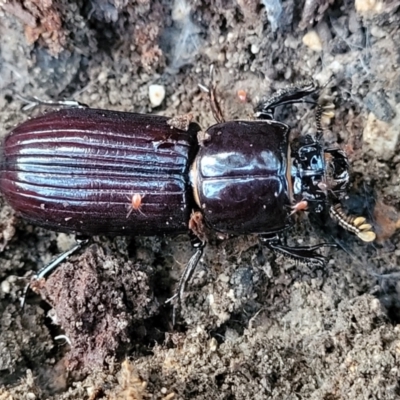 Aulacocyclus edentulus (Passalid beetle) at Piney Ridge - 21 May 2022 by trevorpreston