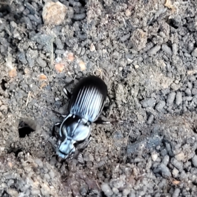 Pterostichini (tribe) (A Carabid beetle) at Block 402 - 21 May 2022 by trevorpreston