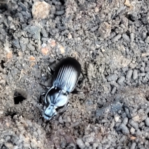 Unidentified Darkling beetle (Tenebrionidae) (TBC) at suppressed by trevorpreston