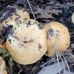 Unidentified Cap on a stem; gills below cap [mushrooms or mushroom-like] (TBC) at Stromlo, ACT - 21 May 2022 by trevorpreston