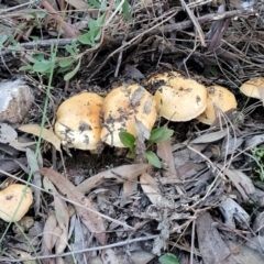 zz agaric (stem; gills not white/cream) at Stromlo, ACT - 21 May 2022