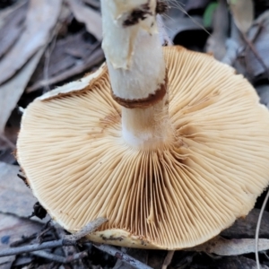 zz agaric (stem; gills not white/cream) at Stromlo, ACT - 21 May 2022
