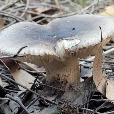 zz agaric (stem; gills white/cream) at Piney Ridge - 21 May 2022 by trevorpreston