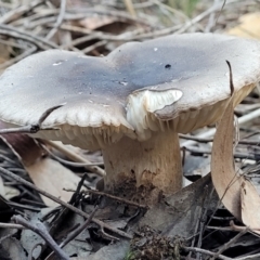 Unidentified Cap on a stem; gills below cap [mushrooms or mushroom-like] (TBC) at Bluetts Block Area - 21 May 2022 by trevorpreston
