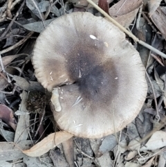 zz agaric (stem; gills white/cream) at Stromlo, ACT - 21 May 2022