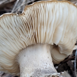 zz agaric (stem; gills white/cream) at Stromlo, ACT - 21 May 2022