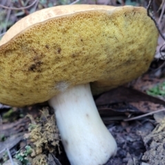 zz bolete at Stromlo, ACT - 21 May 2022 by trevorpreston