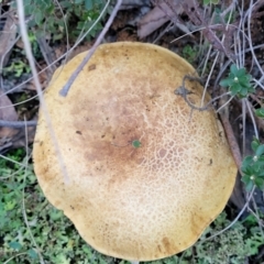 zz bolete at Stromlo, ACT - 21 May 2022