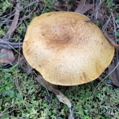 zz bolete at Stromlo, ACT - 21 May 2022