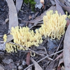 Ramaria sp. (A Coral fungus) at Stromlo, ACT - 21 May 2022 by trevorpreston