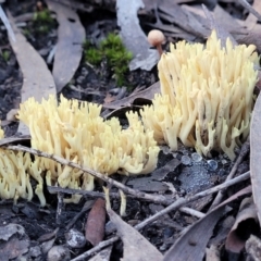 Ramaria sp. at Stromlo, ACT - 21 May 2022