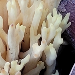 Ramaria sp. at Stromlo, ACT - 21 May 2022