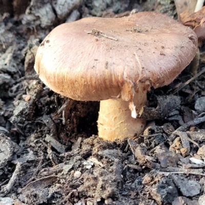 zz agaric (stem; gills not white/cream) at Piney Ridge - 21 May 2022 by trevorpreston