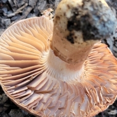 zz agaric (stem; gills not white/cream) at Stromlo, ACT - 21 May 2022
