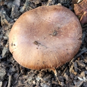 zz agaric (stem; gills not white/cream) at Stromlo, ACT - 21 May 2022