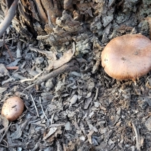 zz agaric (stem; gills not white/cream) at Stromlo, ACT - 21 May 2022