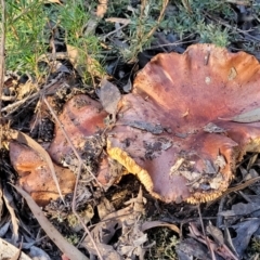 Unidentified Cap on a stem; gills below cap [mushrooms or mushroom-like] (TBC) at Bluetts Block Area - 21 May 2022 by trevorpreston