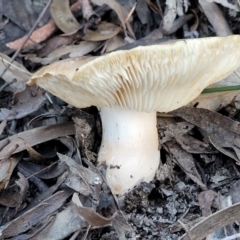 zz agaric (stem; gills white/cream) at Stromlo, ACT - 21 May 2022 by trevorpreston