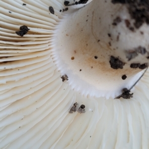 zz agaric (stem; gills white/cream) at Stromlo, ACT - 21 May 2022