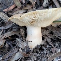 zz agaric (stem; gills white/cream) at Stromlo, ACT - 21 May 2022