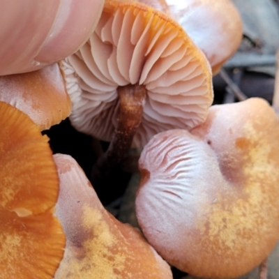 Unidentified Cap on a stem; gills below cap [mushrooms or mushroom-like] at Stromlo, ACT - 21 May 2022 by trevorpreston