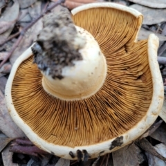 Unidentified Cap on a stem; gills below cap [mushrooms or mushroom-like] (TBC) at Stromlo, ACT - 21 May 2022 by trevorpreston