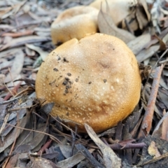 Cortinarius sp. at Stromlo, ACT - 21 May 2022