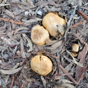 Cortinarius sp. at Stromlo, ACT - 21 May 2022 03:55 PM